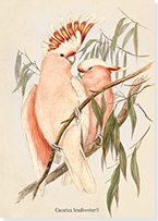 front of 'Leadbeater's Cockatoo' greetings card