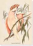 front of 'Leadbeater's Cockatoo' greetings card