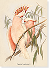 front of 'Leadbeater's Cockatoo' greetings card