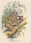 front of 'Koala' greetings card