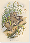 front of 'Koala' greetings card