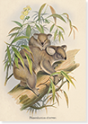 front of 'Koala' greetings card
