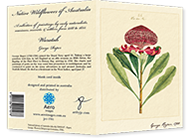 front and back of 'Waratah' greetings card