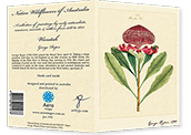 front and back of 'Waratah' greetings card